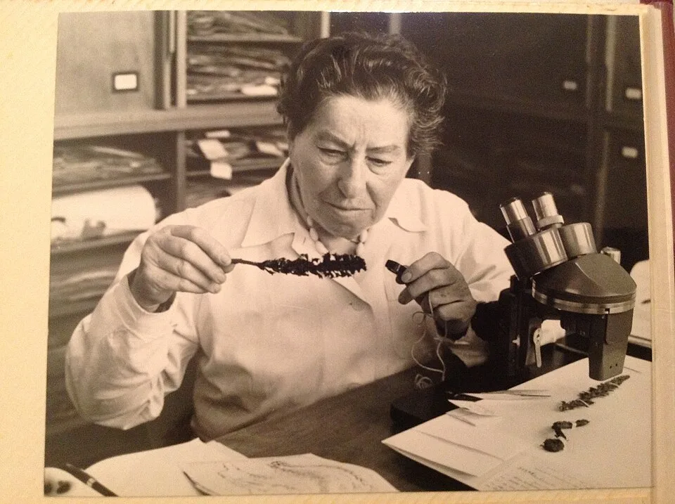 Naomi Feinbrun
